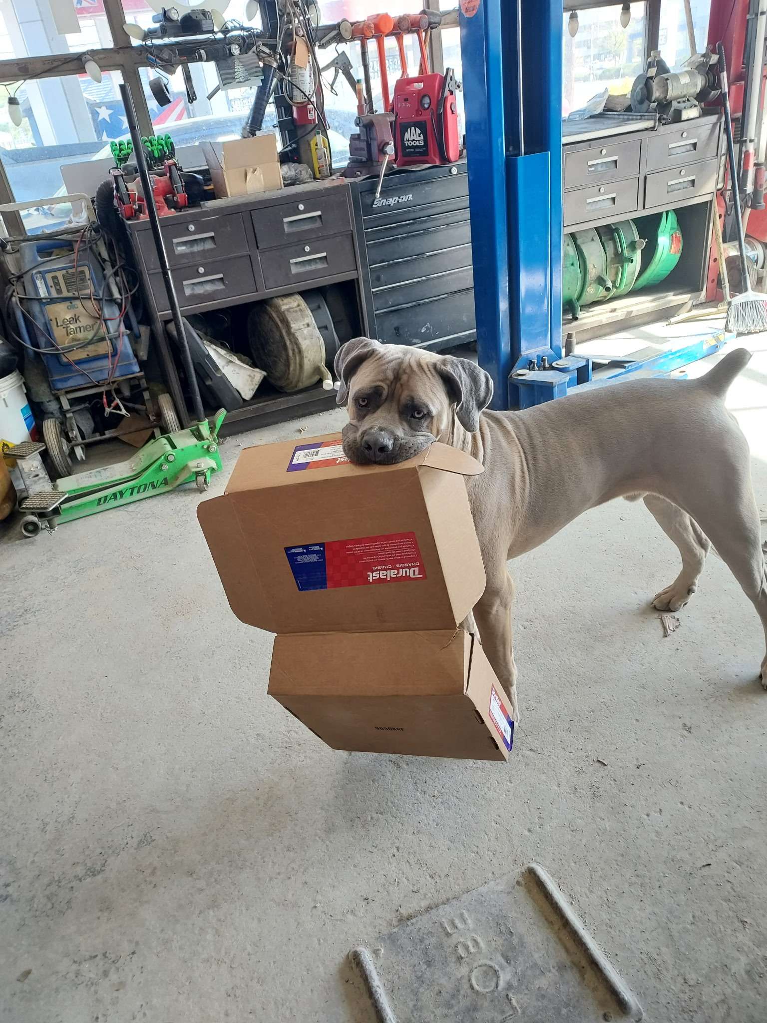 Dog in mechanic shop